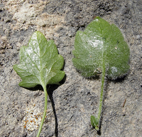 Campanula fragilis subsp. cavolinii / Campanula napoletana